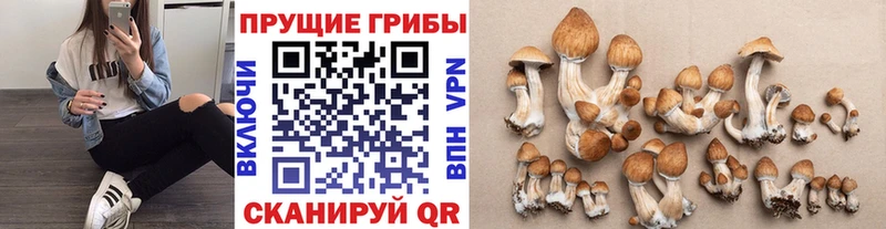 Псилоцибиновые грибы GOLDEN TEACHER  Богородск 